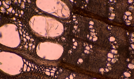 Identificación al microscopio del olmo (sección transversal).