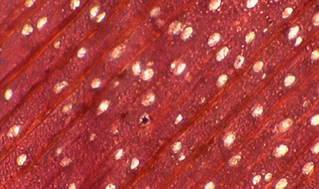 Identificación al microscopio del jerbo (sección transversal).