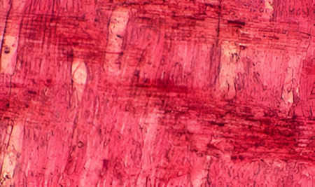 Identificación al microscopio del jerbo (sección radial).