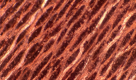 Identificación al microscopio del jerbo (sección tangencial).