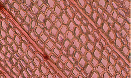 Identificación al microscopio del enebro (sección transversal).