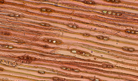 Identificación al microscopio del enebro (sección tangencial).